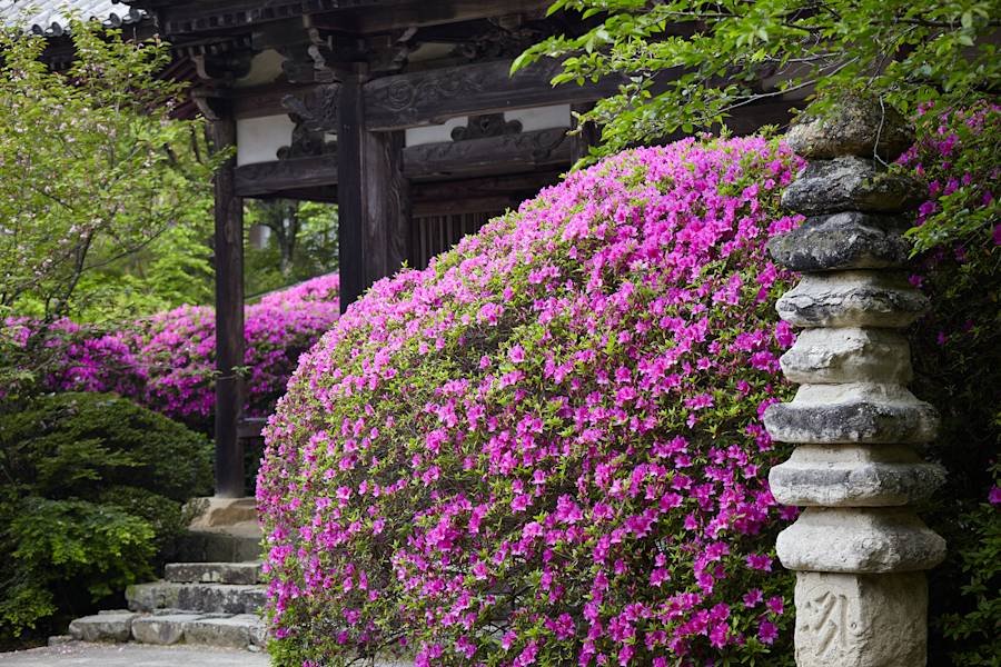 🌸 조가쿠지 (長岳寺) 이미지 7